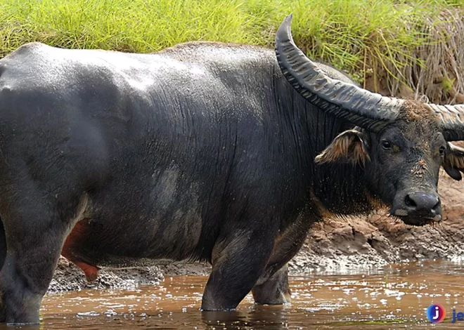 Hal Menarik Tentang Kerbau Yang Membuatnya Bernilai Tinggi
