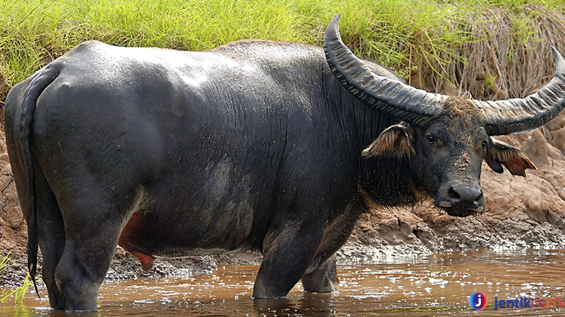 Hal Menarik Tentang Kerbau Yang Membuatnya Bernilai Tinggi