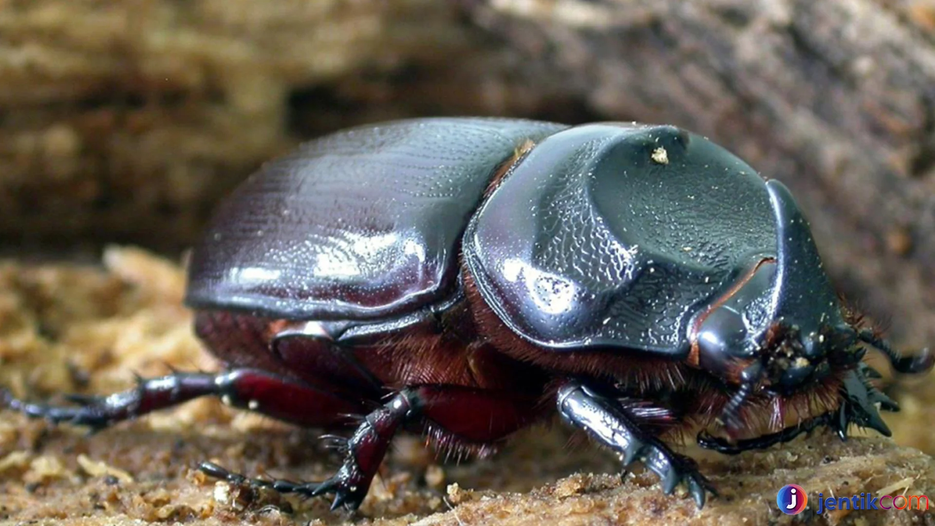 Kumbang Tanduk Perilaku Menarik Yang Bisa Diamati Di Alam Liar