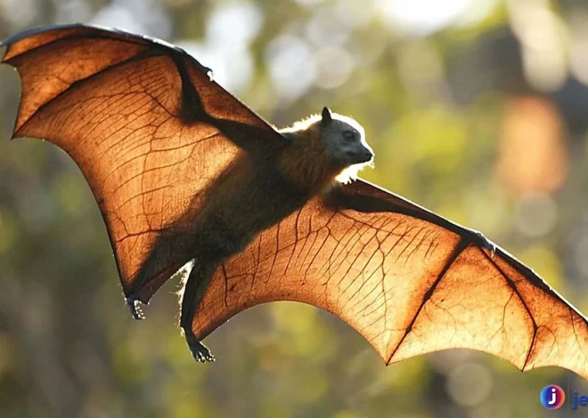 4 Keistimewaan Kelelawar Yang Membuat Hewan Ini Super Unik