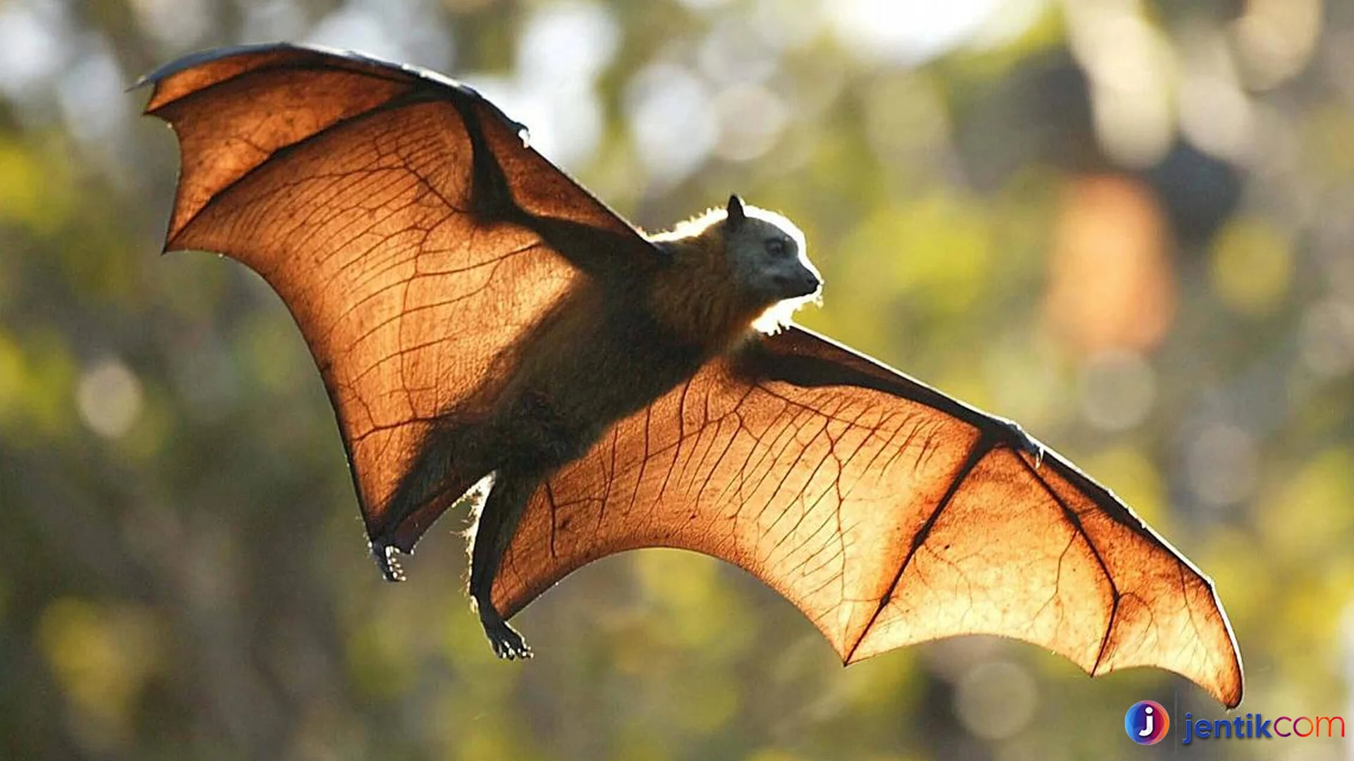 4 Keistimewaan Kelelawar Yang Membuat Hewan Ini Super Unik