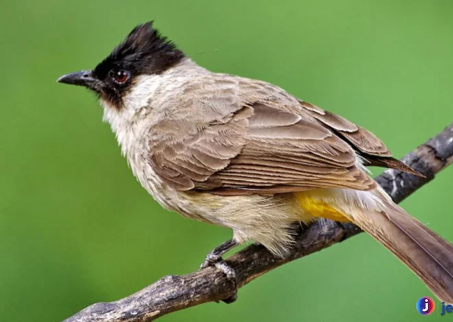 Suara Khas Burung Kutilang Yang Membuat Alam Semakin Hidup