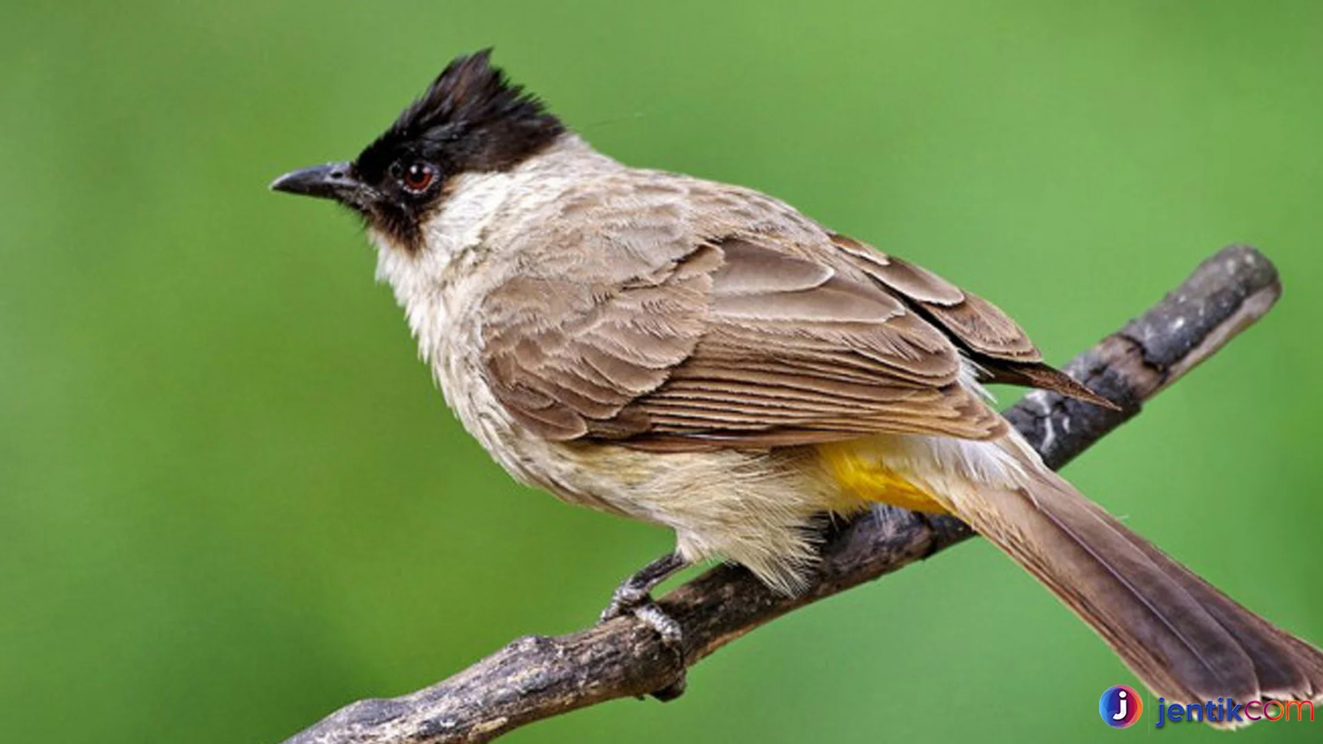 Suara Khas Burung Kutilang Yang Membuat Alam Semakin Hidup