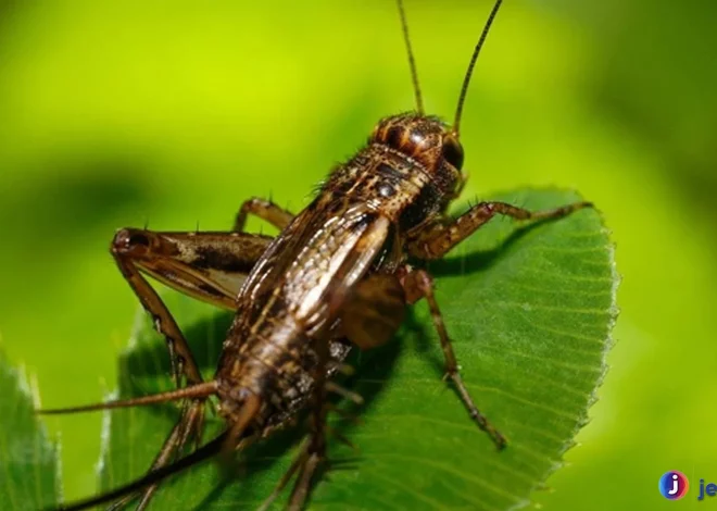 Spesies Jangkrik yang Paling Menarik Untuk Dipelajari Di Alam Liar