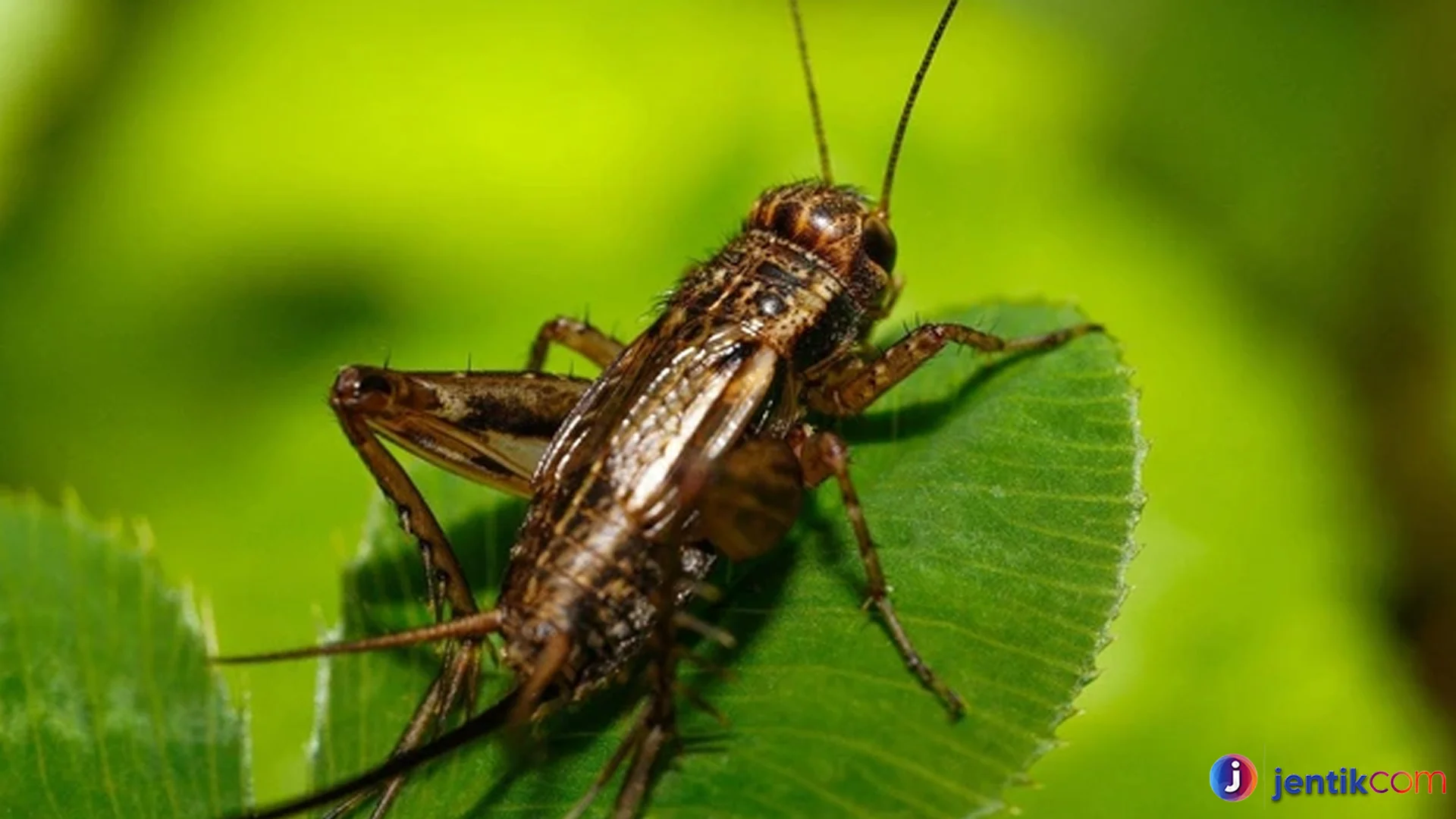 Spesies Jangkrik yang Paling Menarik Untuk Dipelajari Di Alam Liar