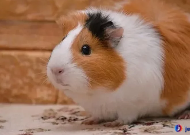 Hewan Marmut Keunikan Jarang Diketahui Para Pecinta Binatang