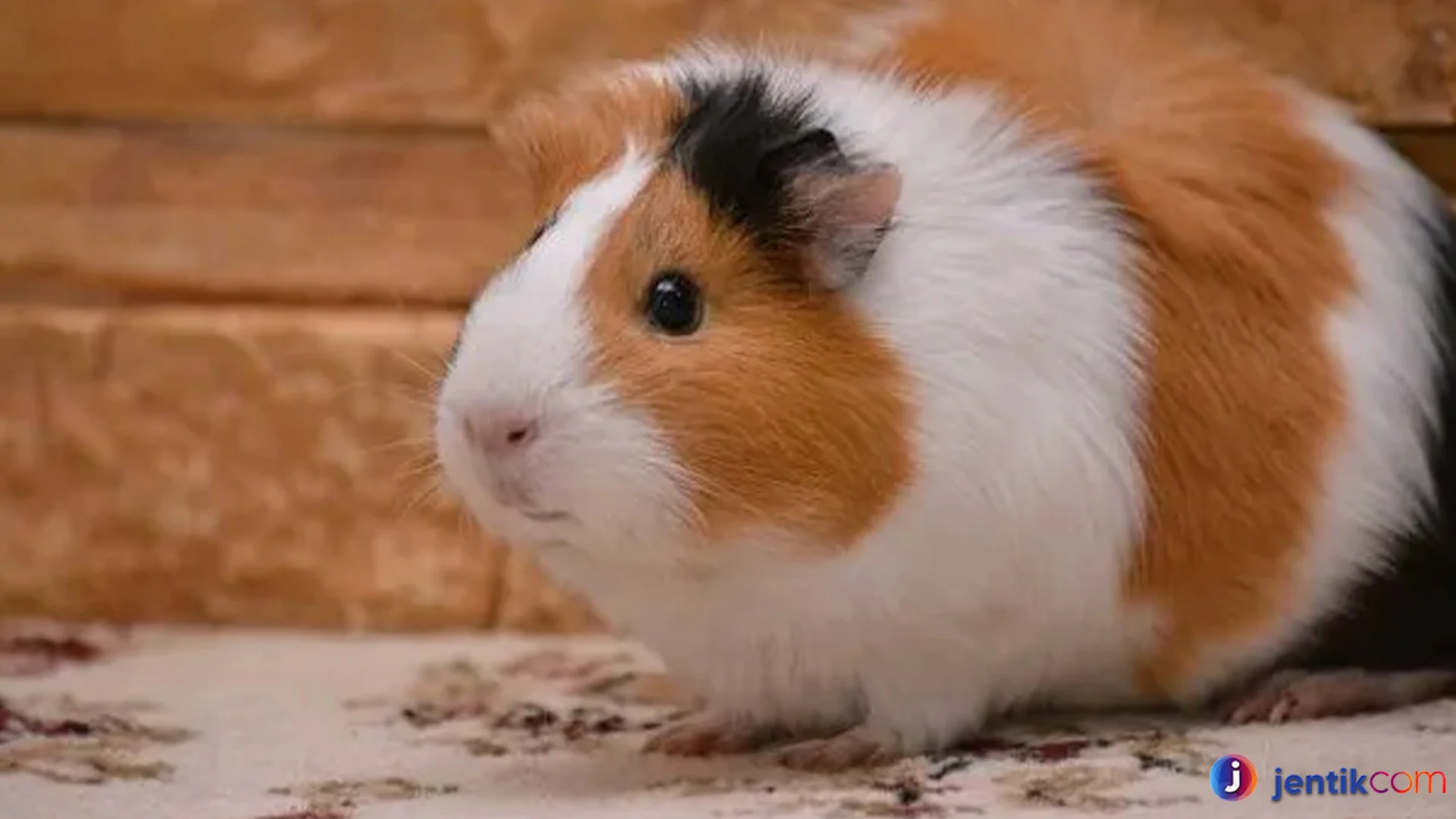 Hewan Marmut Keunikan Jarang Diketahui Para Pecinta Binatang