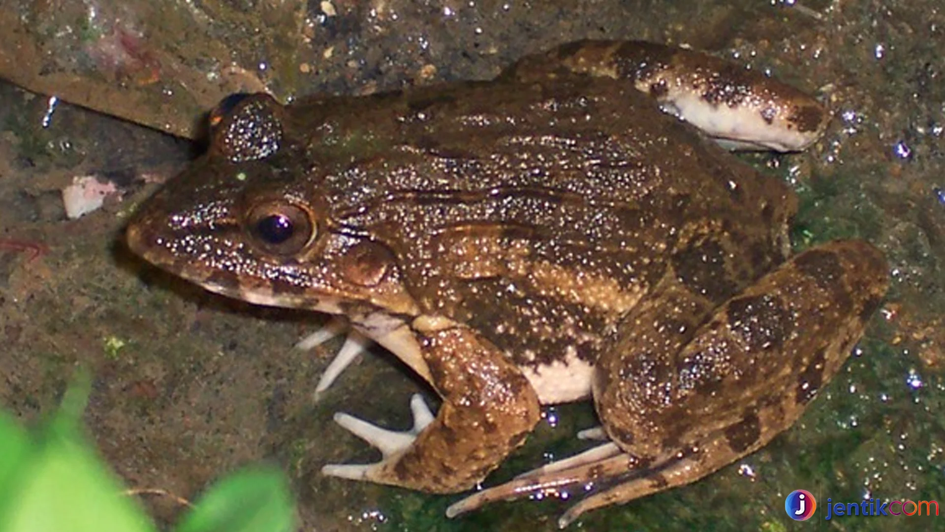 Katak Sawah Cara Mudah Mengenali Spesies Unik di Sawah
