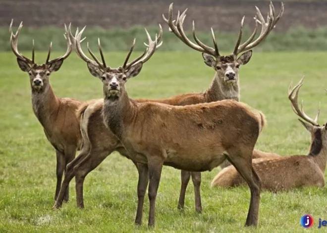 Perilaku Hewan Rusa Terlihat Dalam Fakta Alam yang Memukau