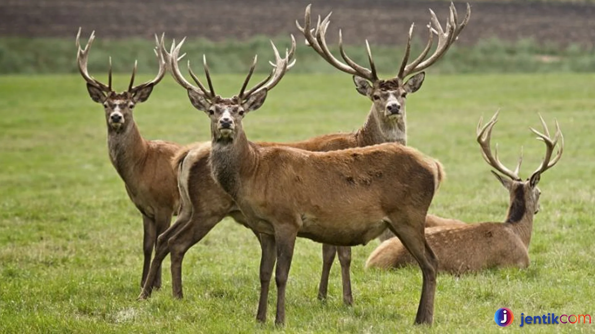 Perilaku Hewan Rusa Terlihat Dalam Fakta Alam yang Memukau