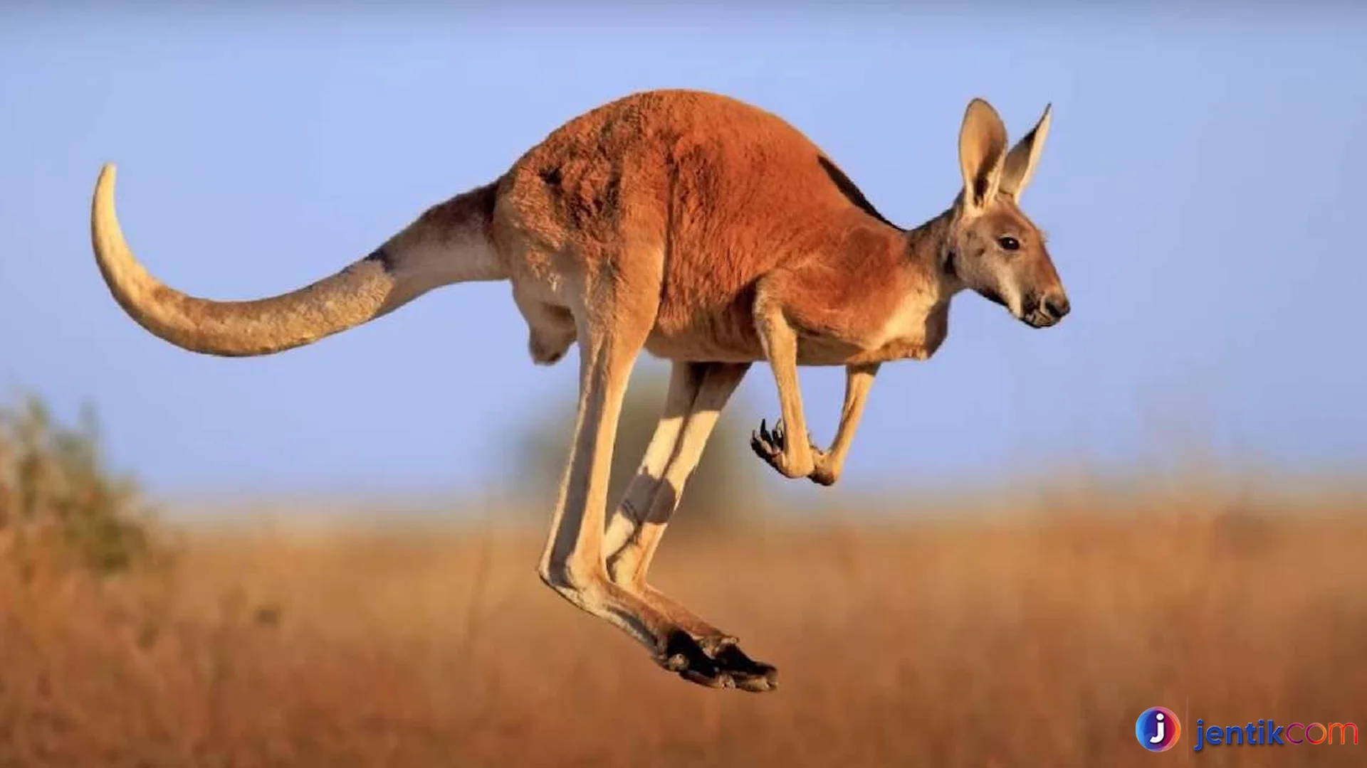 Fakta Hewan Kanguru Jenis Yang Paling Dikenal Di Dunia Liar