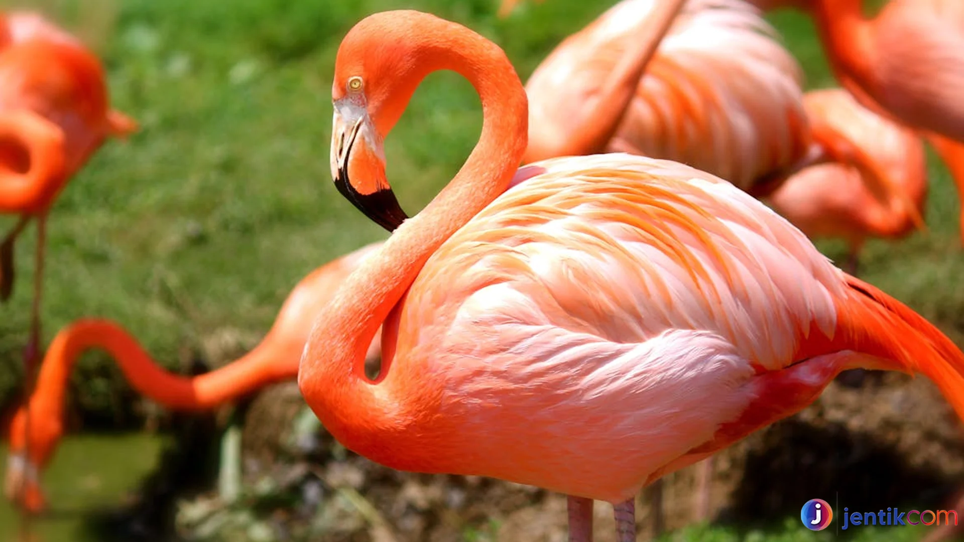 Habitat Burung Flamingo Terlihat Unik Dengan Populasi Di Dunia