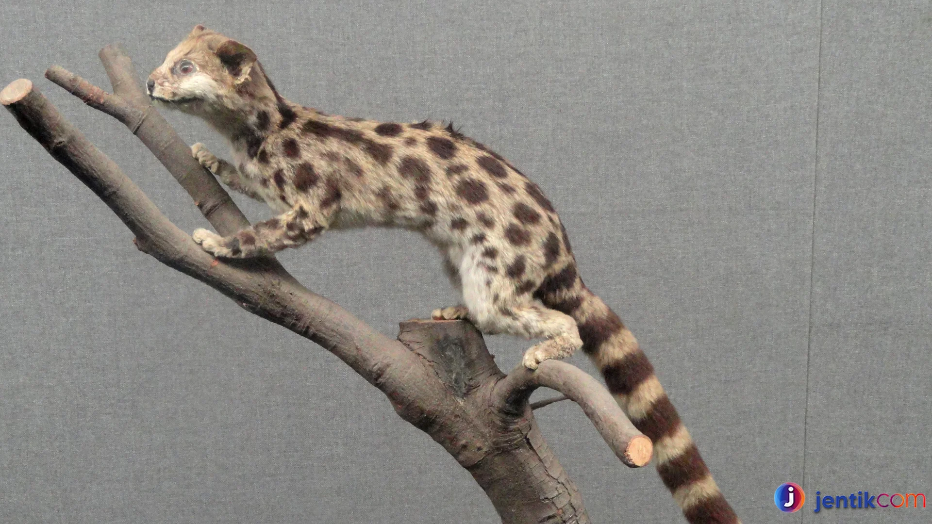 Lingsang dan Hal Menarik yang Wajib Diketahui Pecinta Alam Liar