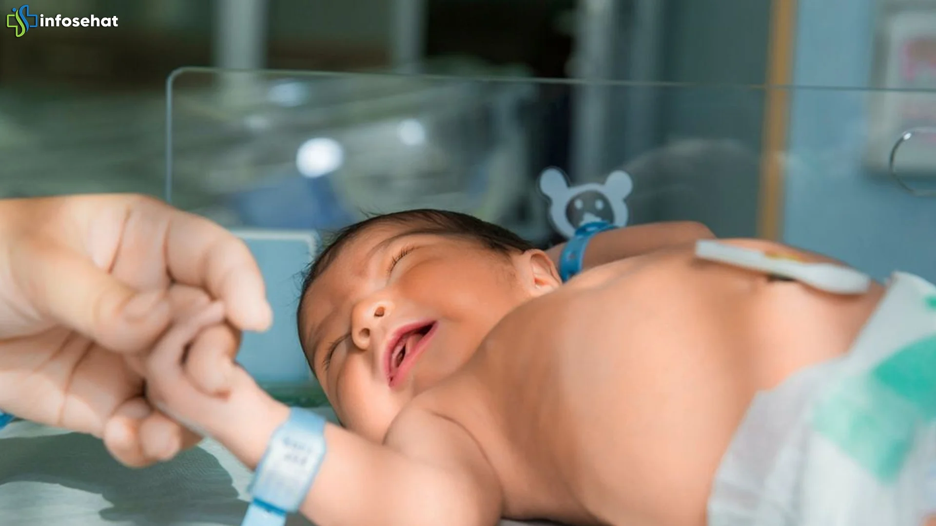 Hewan Marmut Keunikan Jarang Diketahui Para Pecinta Binatang