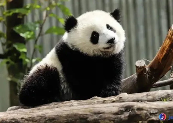 Panda Cerita Unik Tentang Hewan Lucu Yang Menjadi Ikon Satwa