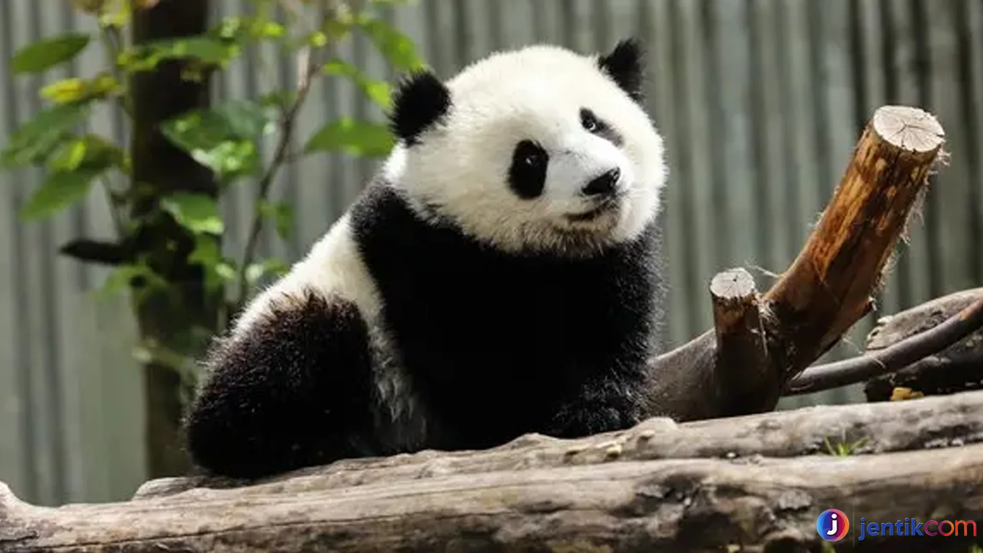 Panda Cerita Unik Tentang Hewan Lucu Yang Menjadi Ikon Satwa