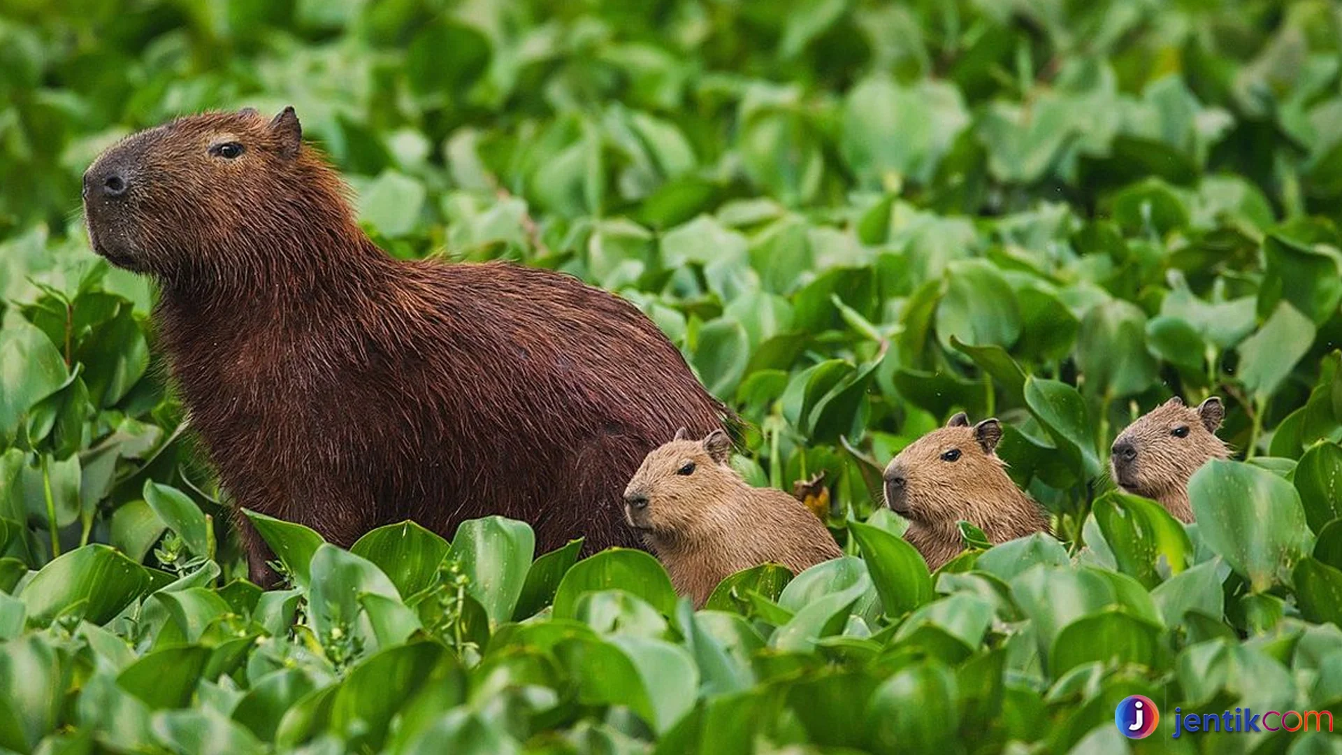 Kapibara 4 Perilaku Sosial Yang Menarik Diamati Di Habitat Alami