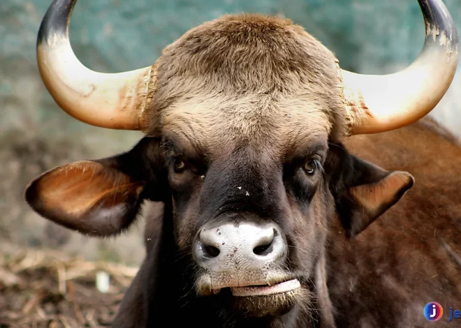 Seladang Terancam Punah Di Hutan Kalimantan Tersisa 5 Ribu