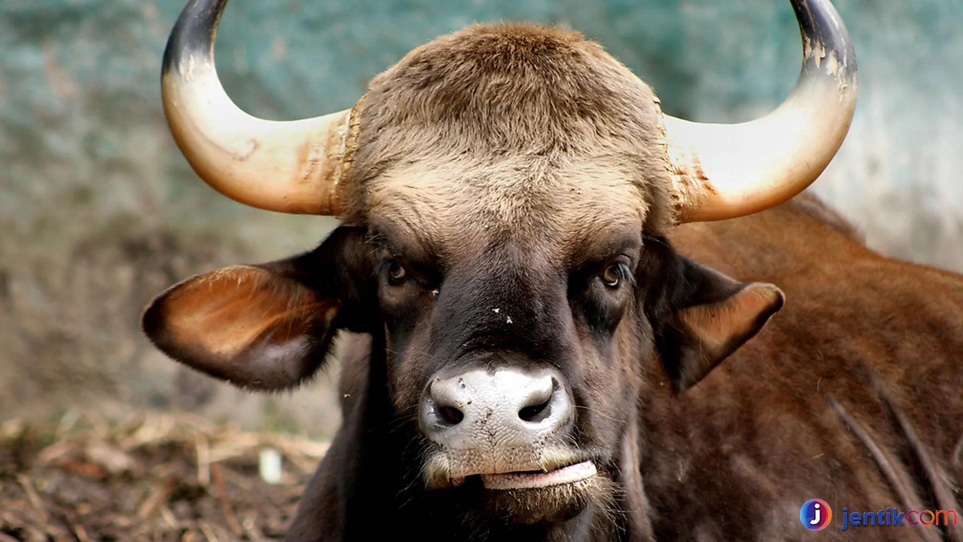 Seladang Terancam Punah Di Hutan Kalimantan Tersisa 5 Ribu