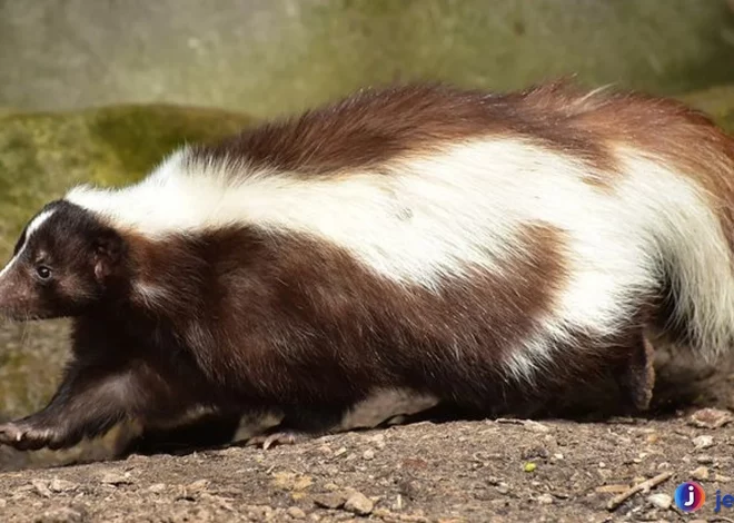 5 Alasan Hewan Sigung Menjadi Satwa Paling Unik Di Alam Liar