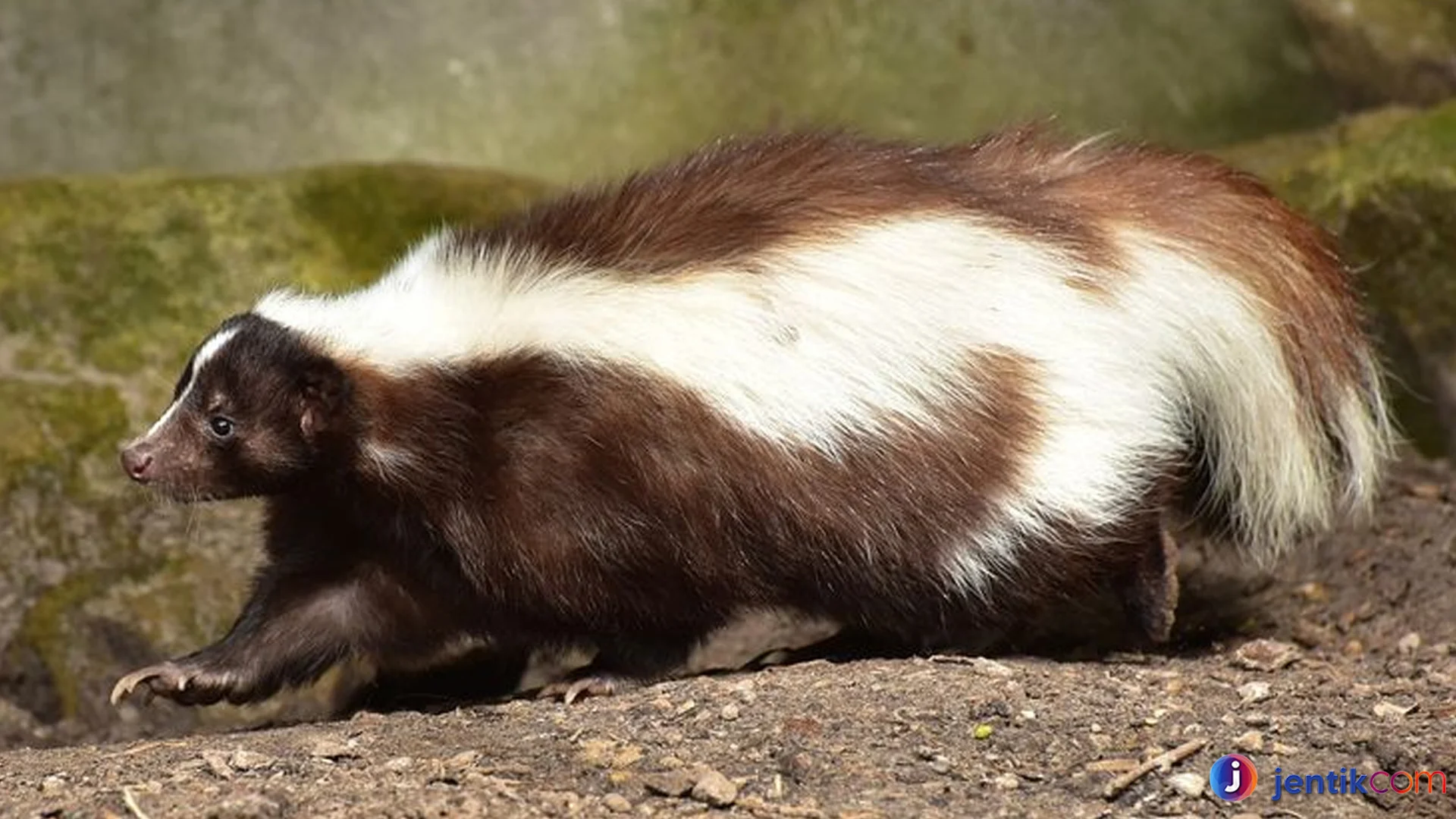 5 Alasan Hewan Sigung Menjadi Satwa Paling Unik Di Alam Liar