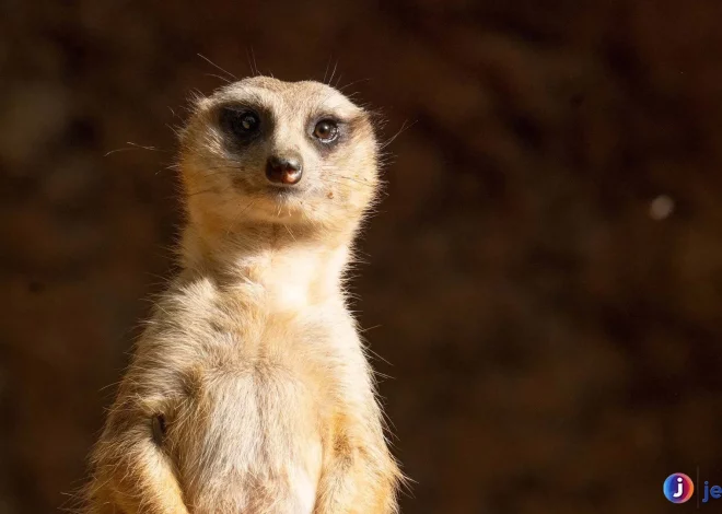 Mirkat Jenis Hewan Paling Unik Dengan Kebiasaan Sosial Menarik