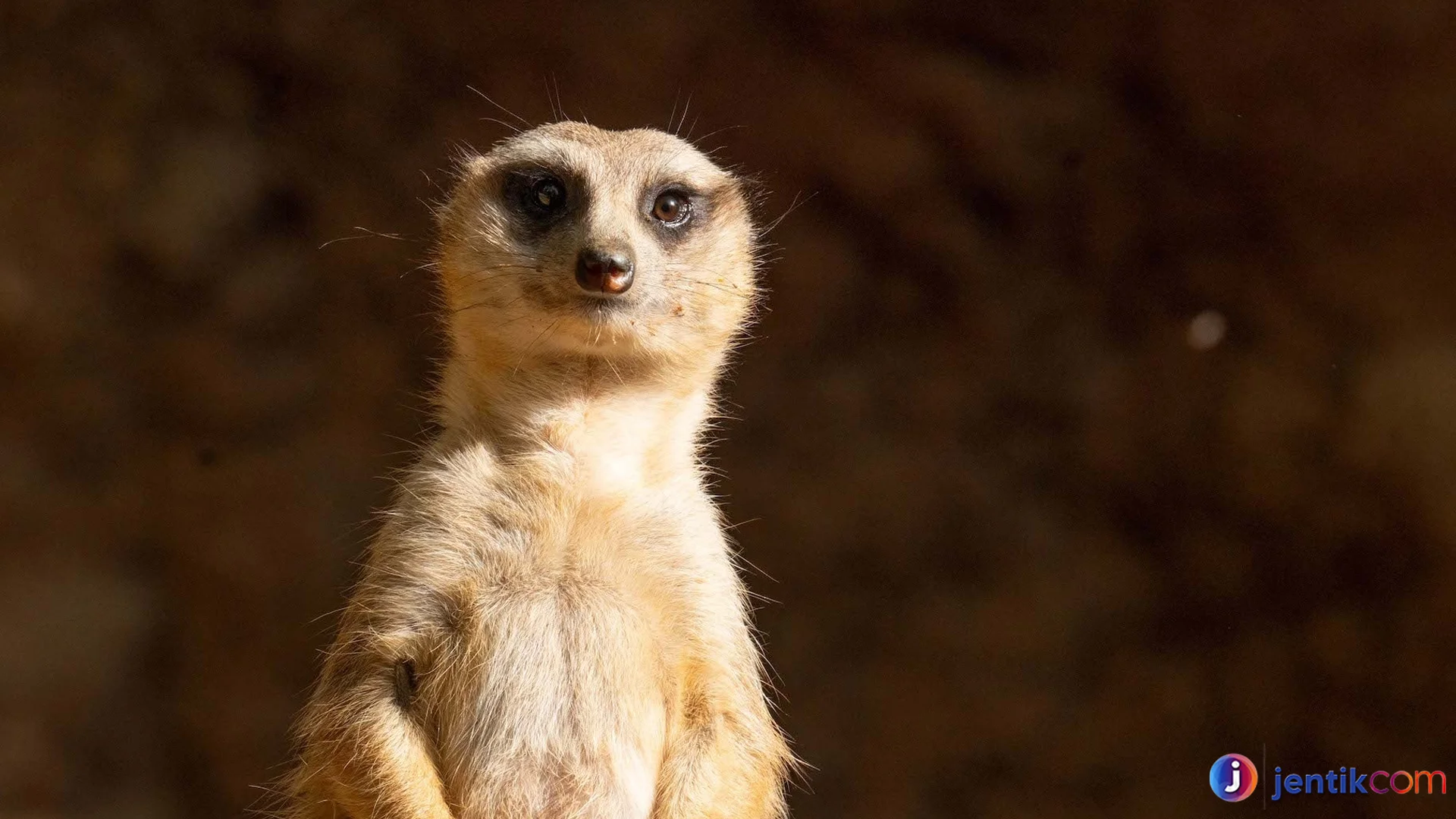 Mirkat Jenis Hewan Paling Unik Dengan Kebiasaan Sosial Menarik