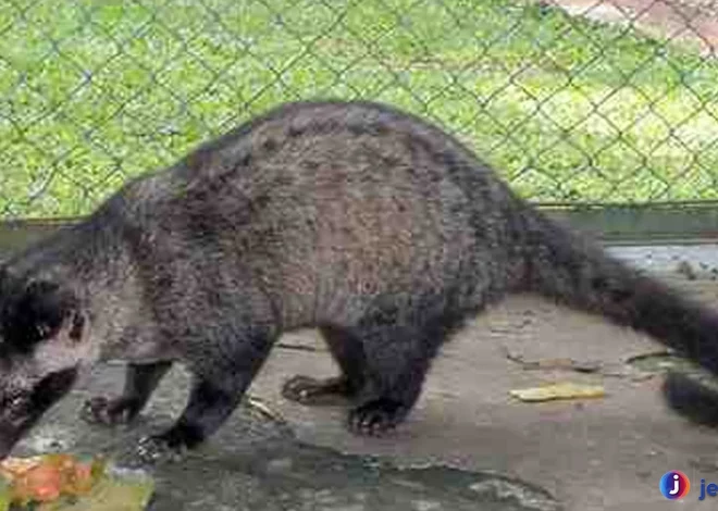 Hewan Luwak Miliki Adaptasi Unik Agar Bertahan di Alam Liar