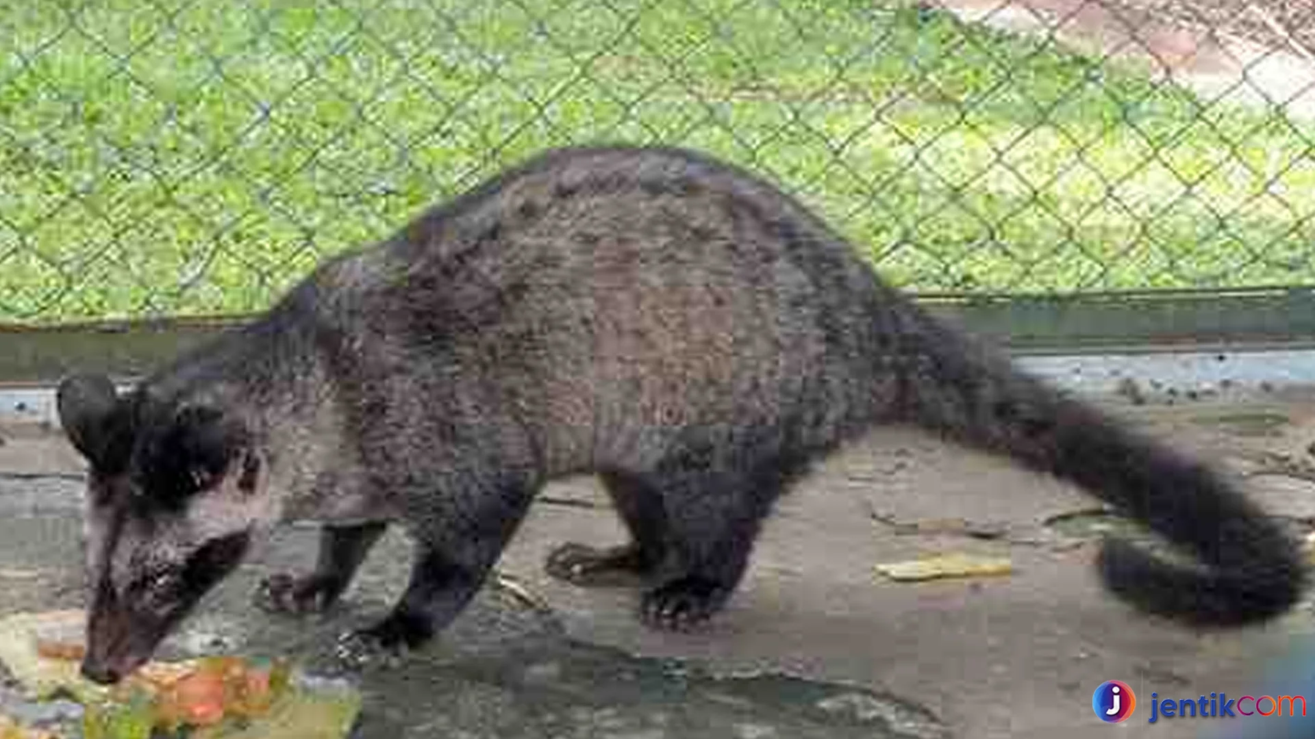 Hewan Luwak Miliki Adaptasi Unik Agar Bertahan di Alam Liar