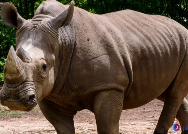 Bukti Menarik Badak Paling Langka Di Dunia Yang Harus Diketahui
