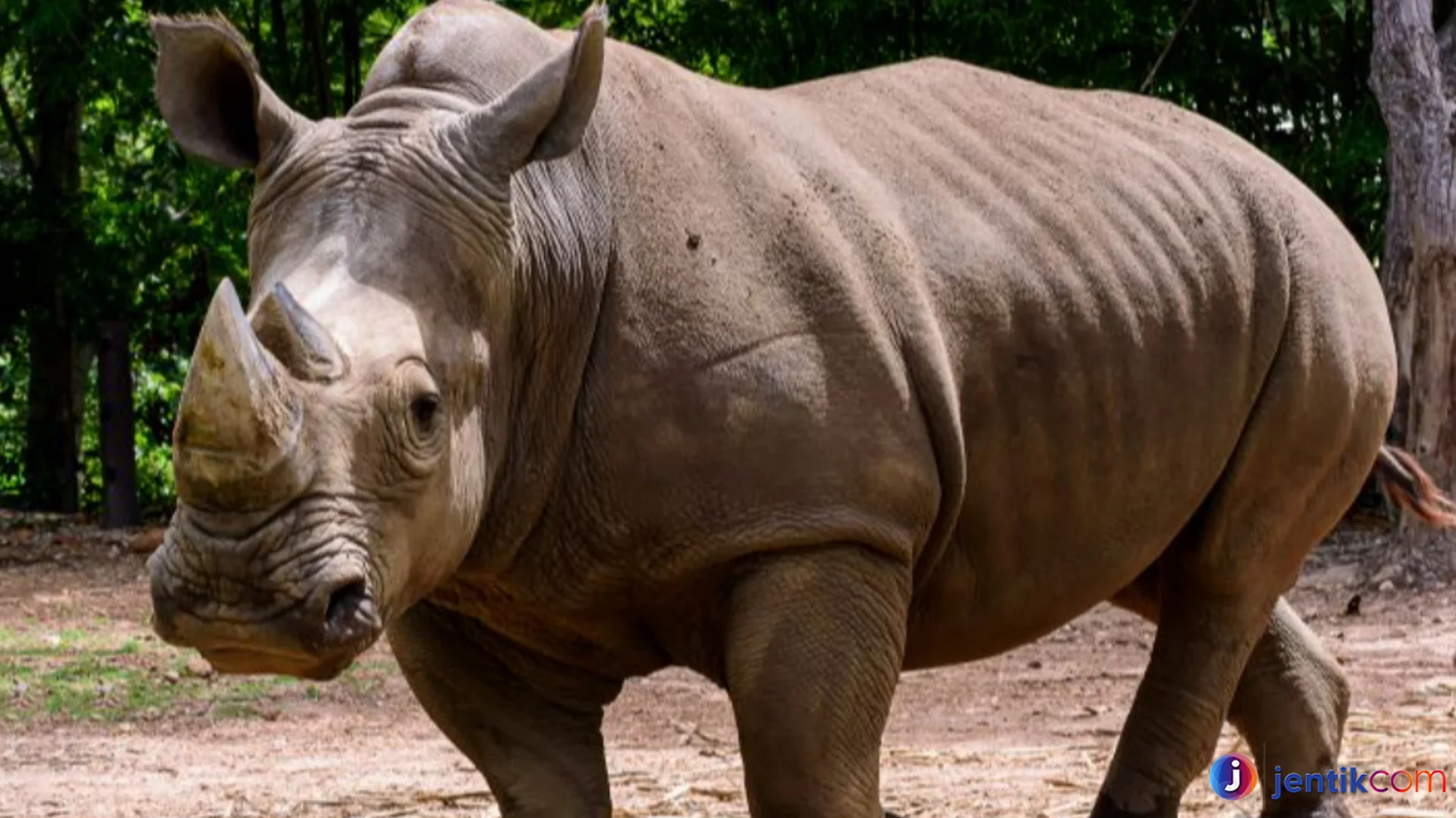 Bukti Menarik Badak Paling Langka Di Dunia Yang Harus Diketahui