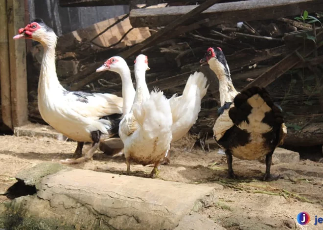 Itik Serati Hal Unik Tentang Perilaku Dan Habitat Alaminya