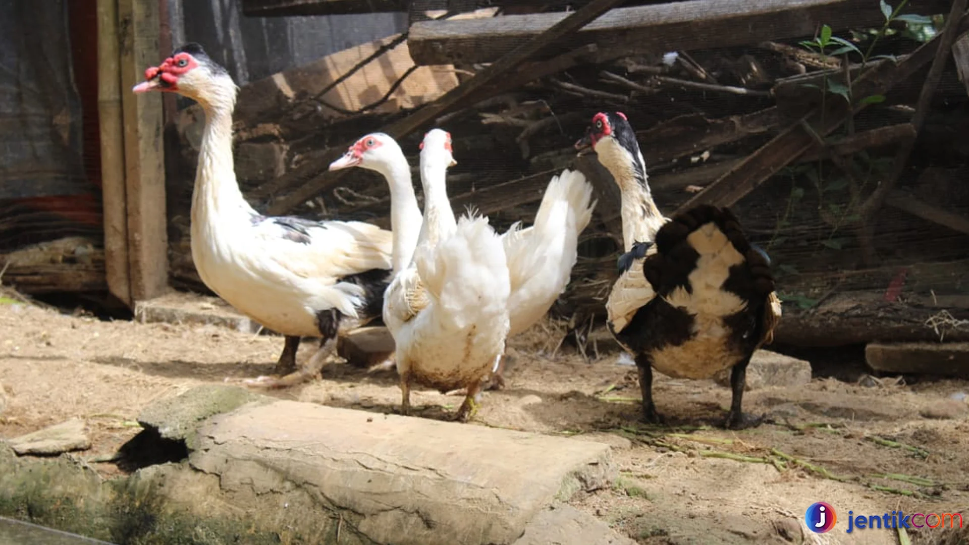 Itik Serati Hal Unik Tentang Perilaku Dan Habitat Alaminya