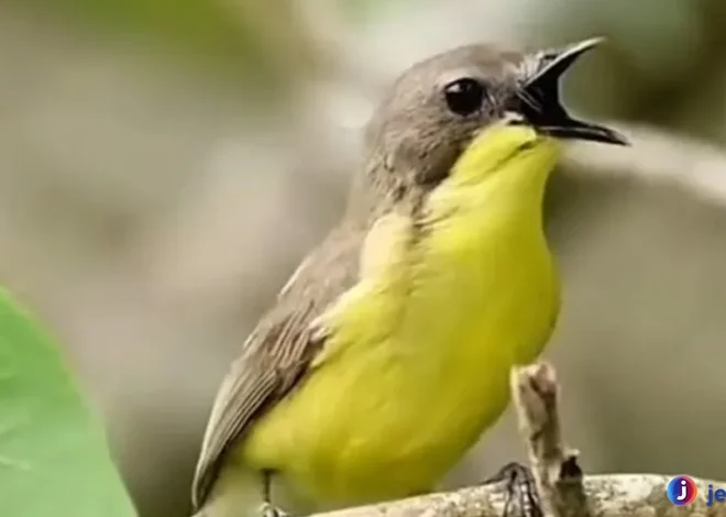 Menyelami Remetuk Laut dengan Karakteristik Paling Unik