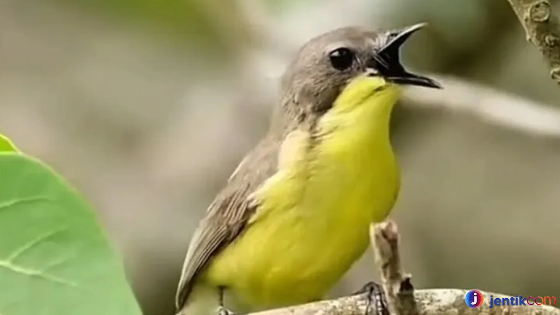 Menyelami Remetuk Laut dengan Karakteristik Paling Unik