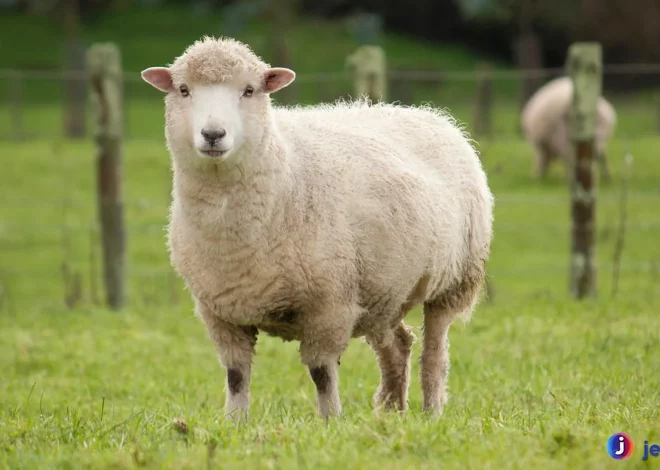 Bukti Domba Yang Bikin Terpesona Pecinta Hewan Dan Peternak