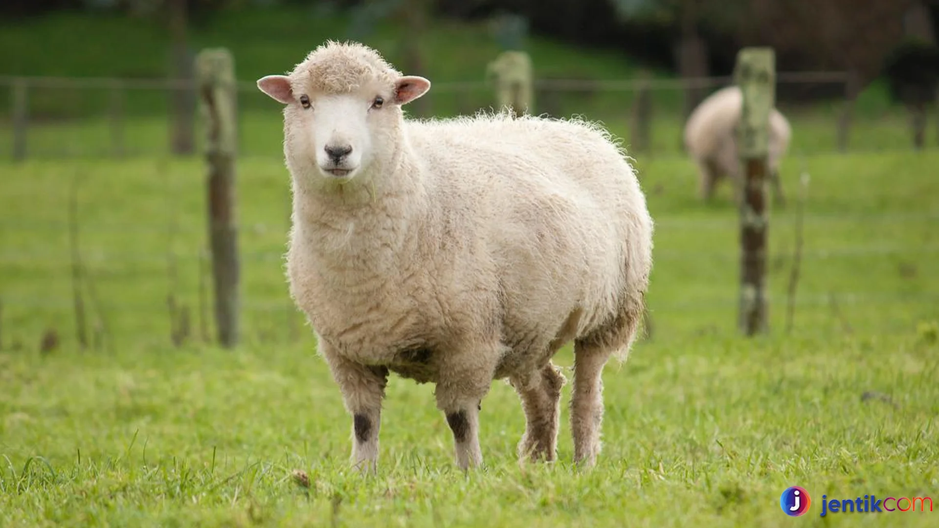 Bukti Domba Yang Bikin Terpesona Pecinta Hewan Dan Peternak