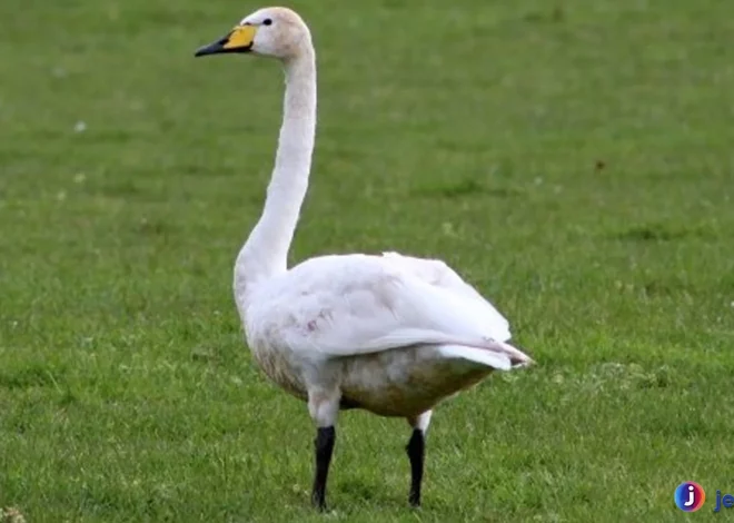 Hewan Angsa Memiliki 4 Kebiasaan Yang Bisa Dipelajari Manusia