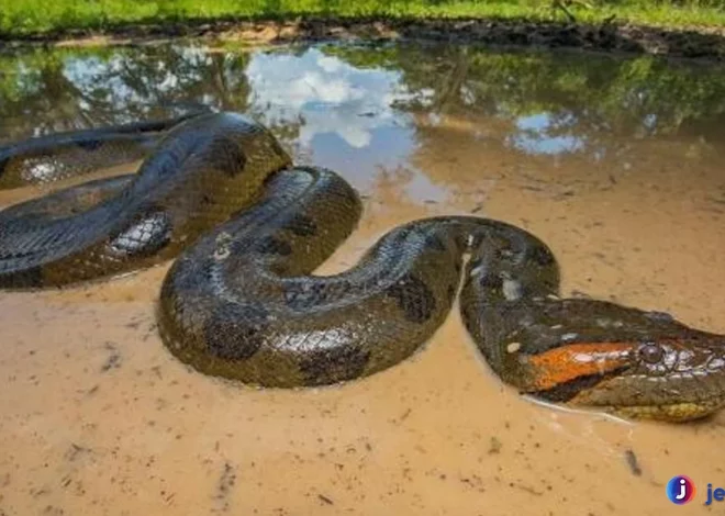 Keunikan Ular Piton yang Jarang Diketahui Pecinta Reptil