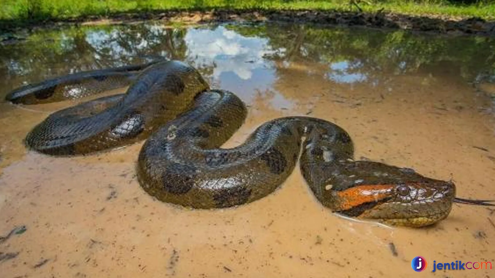 Keunikan Ular Piton yang Jarang Diketahui Pecinta Reptil