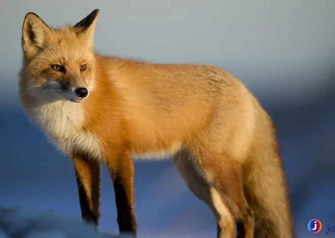 Hewan Rubah Memiliki Strategi Bertahan Hidup yang Cerdas