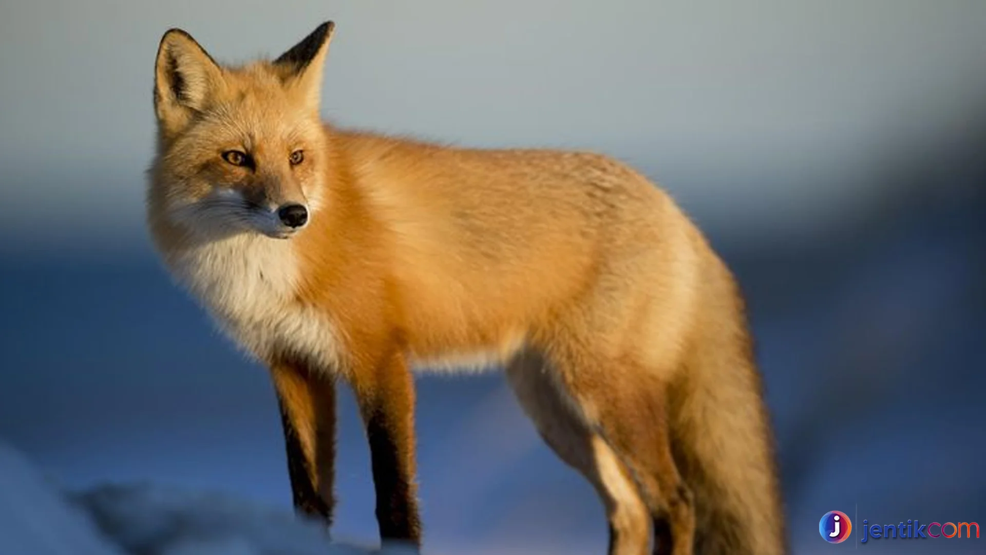 Hewan Rubah Memiliki Strategi Bertahan Hidup yang Cerdas