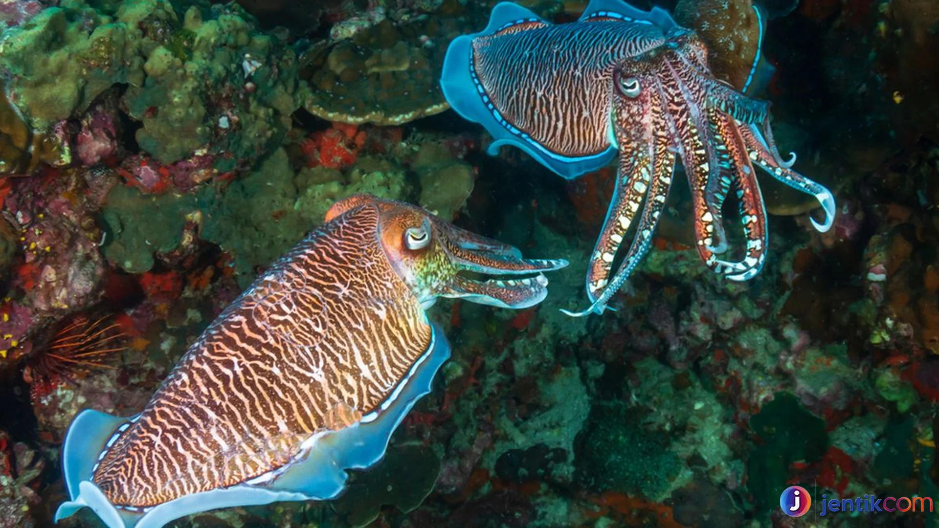 Rincian Lengkap Tentang Sotong Hewan Laut Yang Menakjubkan