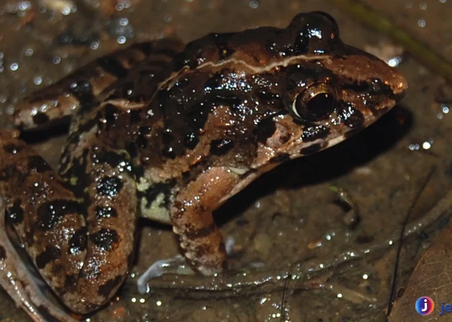 Katak Sawah Cara Mudah Mengenali Spesies Unik di Sawah