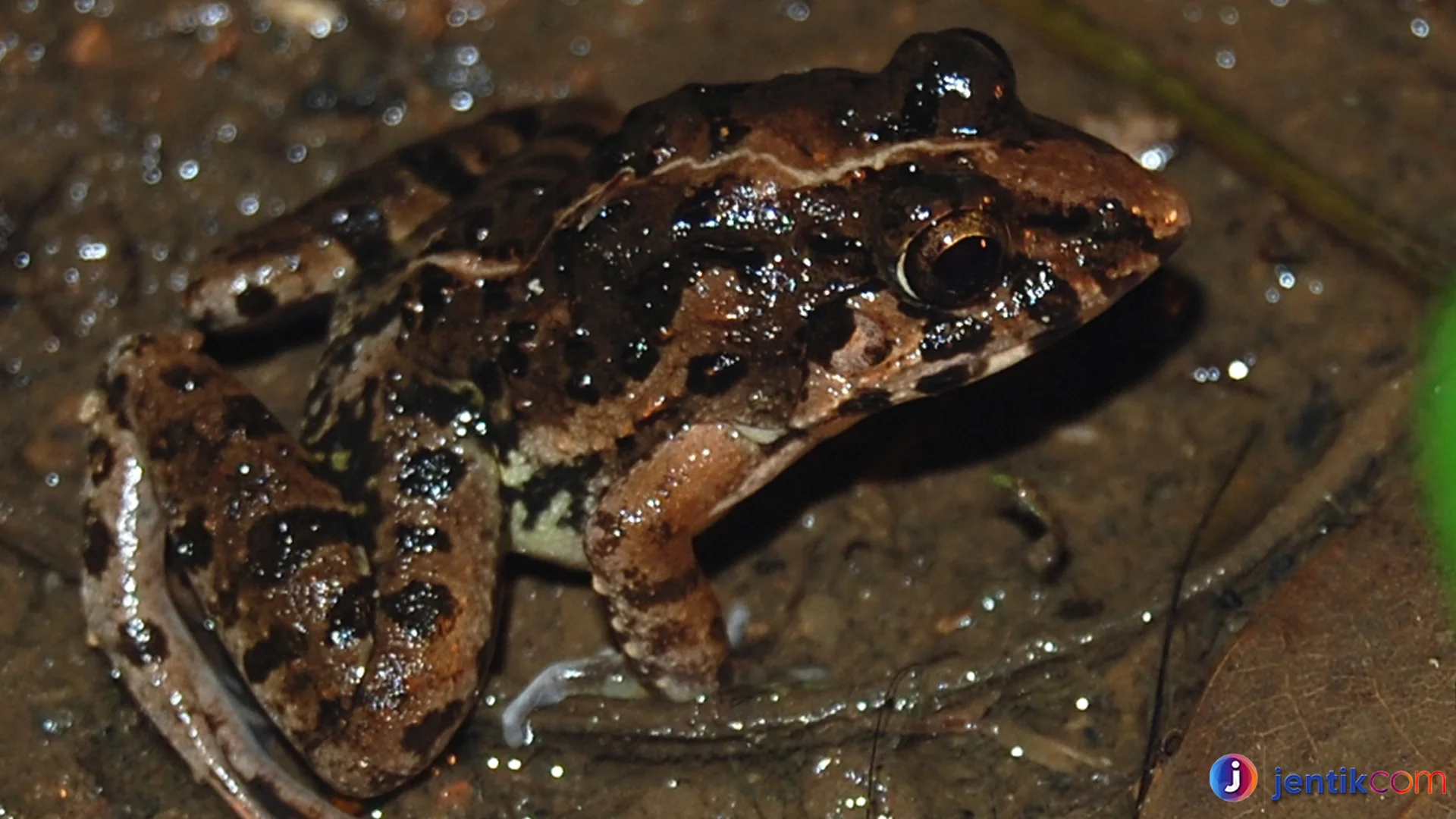 Katak Sawah Cara Mudah Mengenali Spesies Unik di Sawah