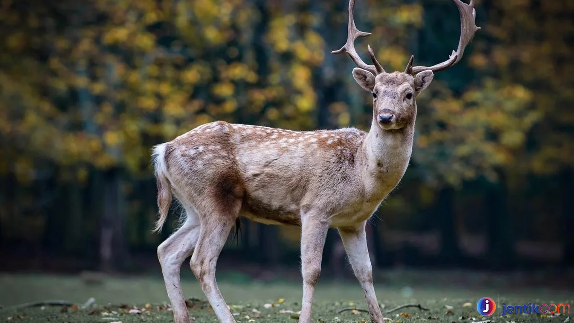 Perilaku Hewan Rusa Terlihat Dalam Fakta Alam yang Memukau