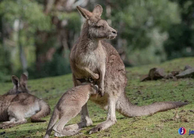 Fakta Hewan Kanguru Jenis Yang Paling Dikenal Di Dunia Liar
