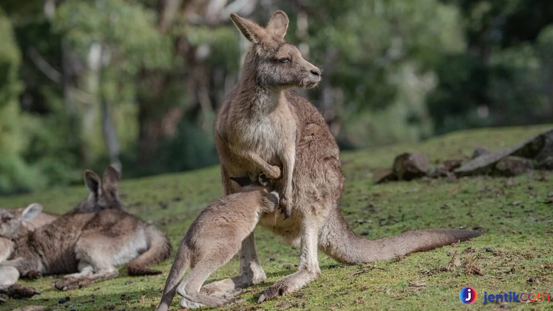 Fakta Hewan Kanguru Jenis Yang Paling Dikenal Di Dunia Liar