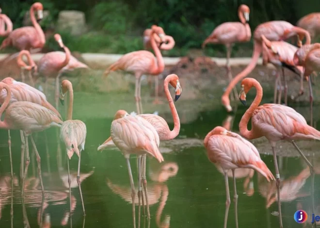 Habitat Burung Flamingo Terlihat Unik Dengan Populasi Di Dunia