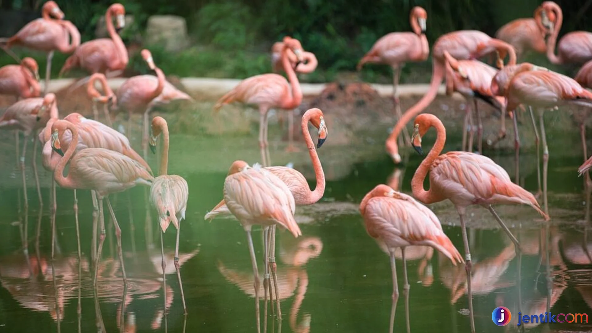 Habitat Burung Flamingo Terlihat Unik Dengan Populasi Di Dunia